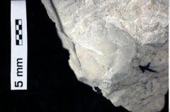 Foto (Detailansicht) von Goniodromites bidentatus (Reuss, 1859) (NHMW-GEO-1990-0041-0242)